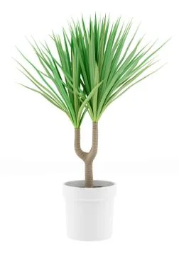 Potted palm tree isolated on white background Stock Illustration