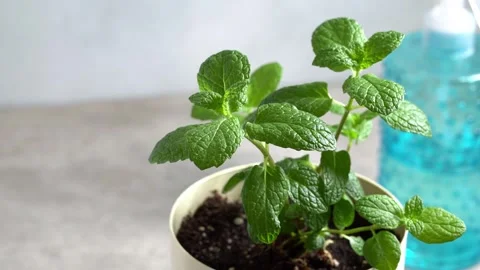 Potted peppermint plant rotate on table Stock Footage 336310870