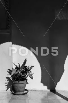 Potted plant and sun, Zafra House, Granada, Spain Stock Photos