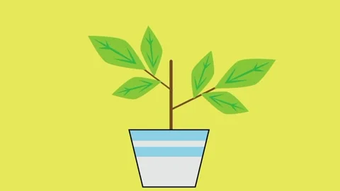 Potted plant animation Stock Footage 243269495