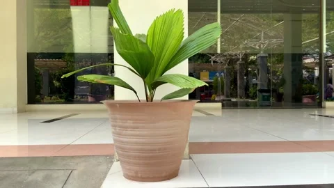 Potted Plant in Building Lobby Видео 345787947