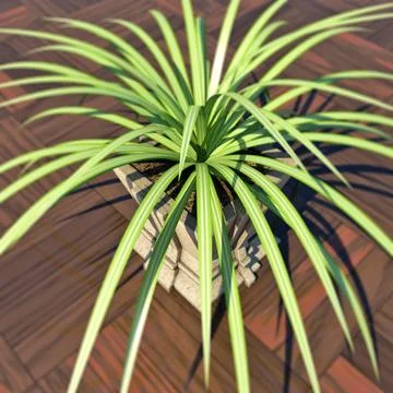 Potted Plant (Chlorophytum) 3D Model