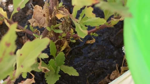 Potted Plant Close-up Stock-Footage 325791466
