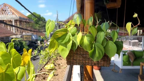 A potted plant gently sways on the second floor of a tropical café Stock Footage 278445518