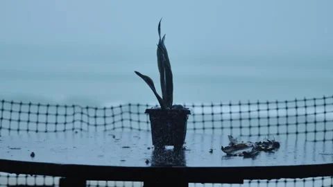 Potted Plant In Heavy Rain On Table San Vicente Palawan Philippines Mood Stock-Footage 332679460