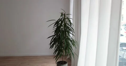 Potted plant infront of window with white background and dark floor Stock Footage 230492971