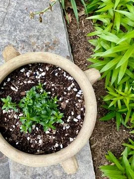 Potted plant Stock Photos