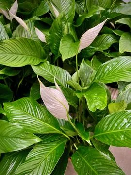 A potted plant Stock Photos
