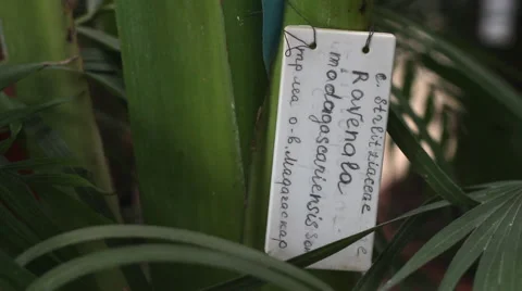 Potted plant with a sign here Stock Footage 53248409