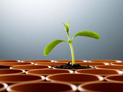 Potted plant sprouting among empty flowerpots Stock Photos