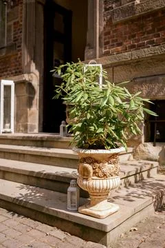 Potted Plant on Stone Steps Outside Brick Building Stock Photos