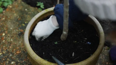 A potted plant with a tree in it sits in a brown pot Stock Footage 301618154