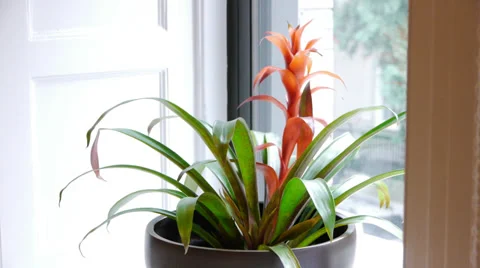 Potted Plant by Window Video stock 33871488