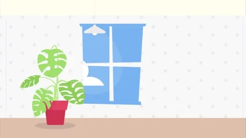 Potted Plant by Window with Polka Dot Wall monstera Stock Footage 340471631