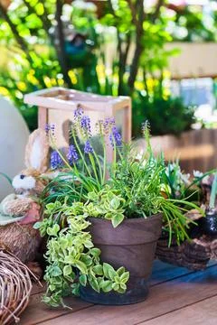 Potted Plants and Easter Decorations on Rustic Wooden Table Stock Photos