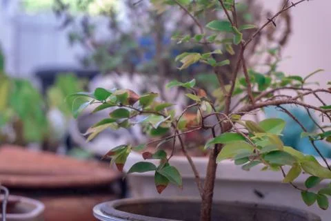 Potted plants close up Stock-Fotos