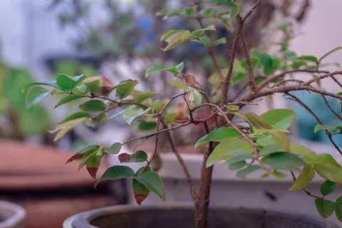 Potted plants close up Stock-Fotos