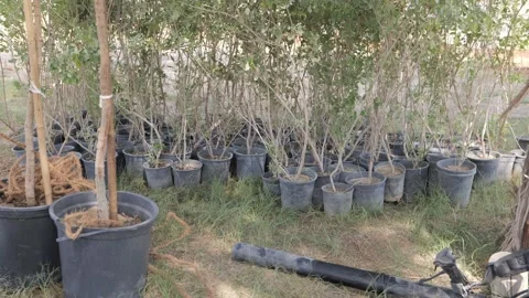 Potted Plants on dry sandy Ground Stock Footage 264976225