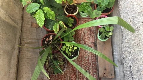 Potted plants 動画素材 156332055