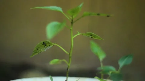 Potted plants Stock Footage 236743434