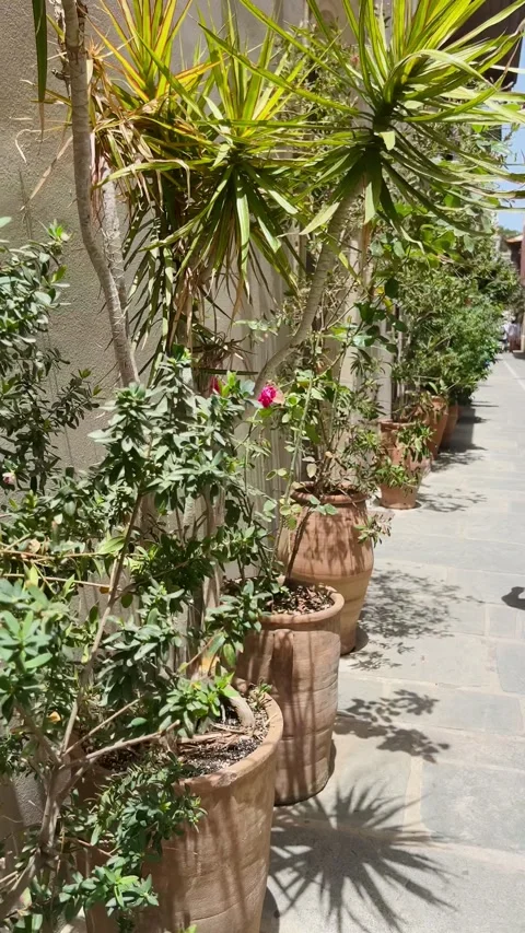 Potted plants in front of a medieval house in south Europe Stock Footage 280040947