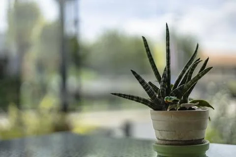 Potted Plants In Front Of The Window Stock Photos