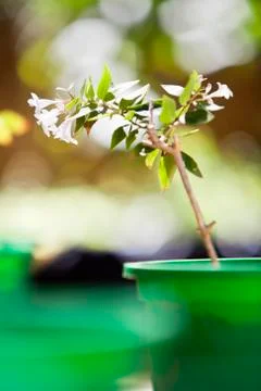 Potted plants in a garden Stock Photos