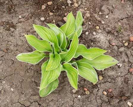 Potted plants on the ground Stock Photos