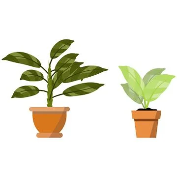 Potted plants isolated on white. Vector set of two green tropical plants Stock-Illustration