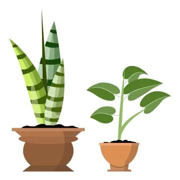 Potted plants isolated on white. Vector set of two green tropical plants 스톡 일러스트