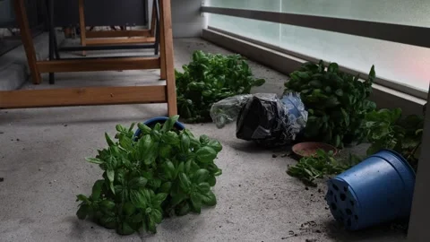 Potted plants lying on the balcony floor after a strong storm, establisher Stock Footage 283500247