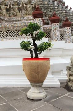 Potted plants Stock Photos