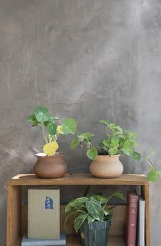 Potted plants Stock Photos