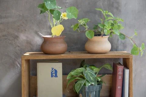 Potted Plants Stock Photos