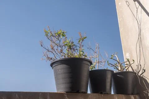 Potted plants Stock Photos