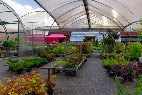 Potted plants shrubs under open greenhouse roof in nursery store Fotos de archivo