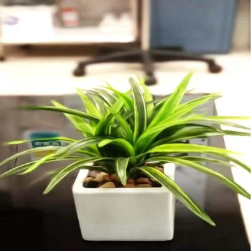 Potted Plants In Square Vase on Table Stock Photos