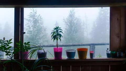 Potted plants stand at the window inside a wooden house on the background of Stock Photos