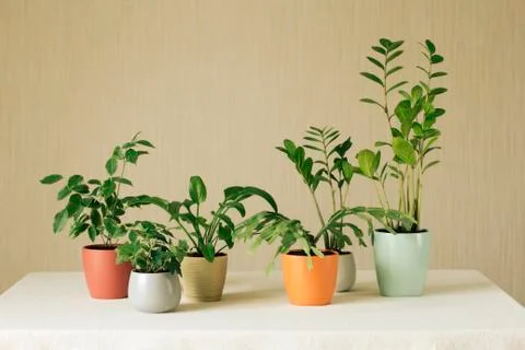Potted plants on the table Stock Photos