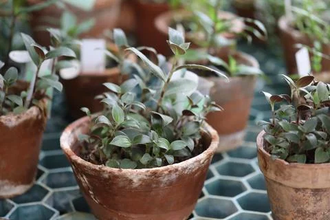 Potted plants on a table, ready for display or decoration Stock Photos