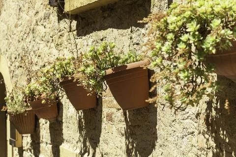 Potted Plants On A Wall Foto stock