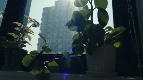 Potted plants on a window sill of a high rise manhattan new york building an Stock Footage 241498779