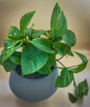 Potted Pothos in grey pot Stock Photos
