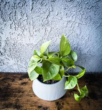 Potted Pothos in grey pot Stock Photos