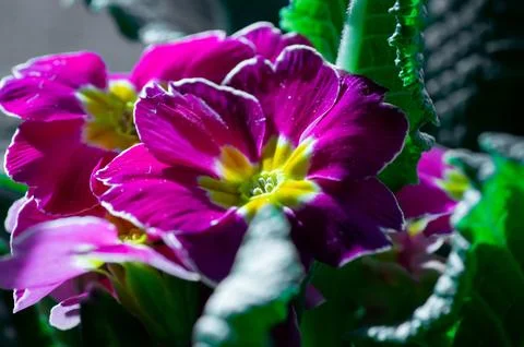 A potted primrose on a windowsill, close-up. Fotos Stock