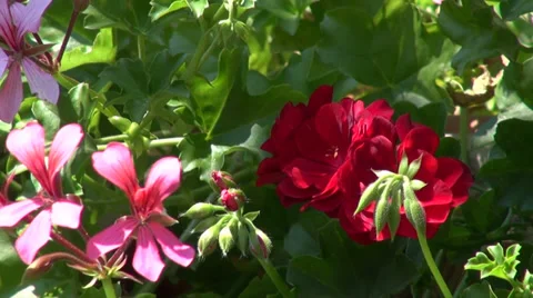 Potted red and pink geraniums on a house window, zoom out Stock Footage 30869384