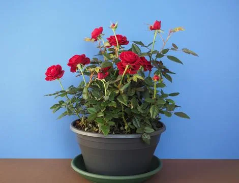 Potted red roses Stock Photos