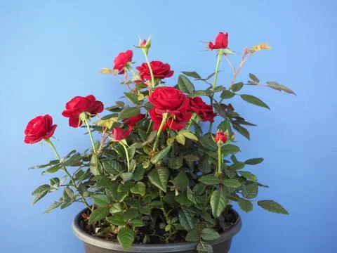 Potted red roses Stock Photos