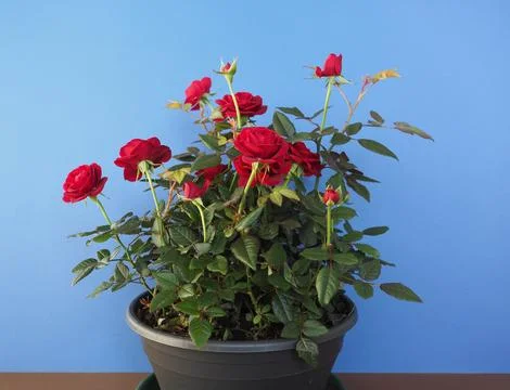Potted red roses Foto stock