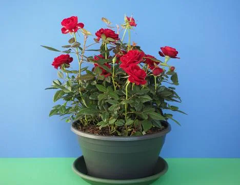 Potted red roses Stock Photos